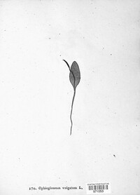 Ophioglossum vulgatum image
